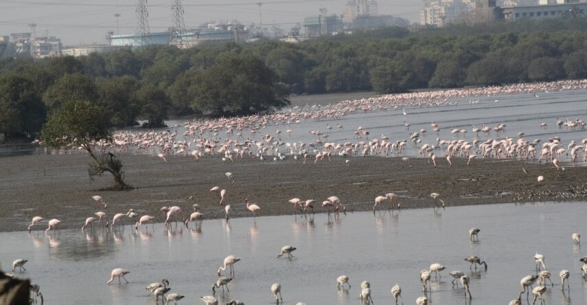 okhla bird sanctury